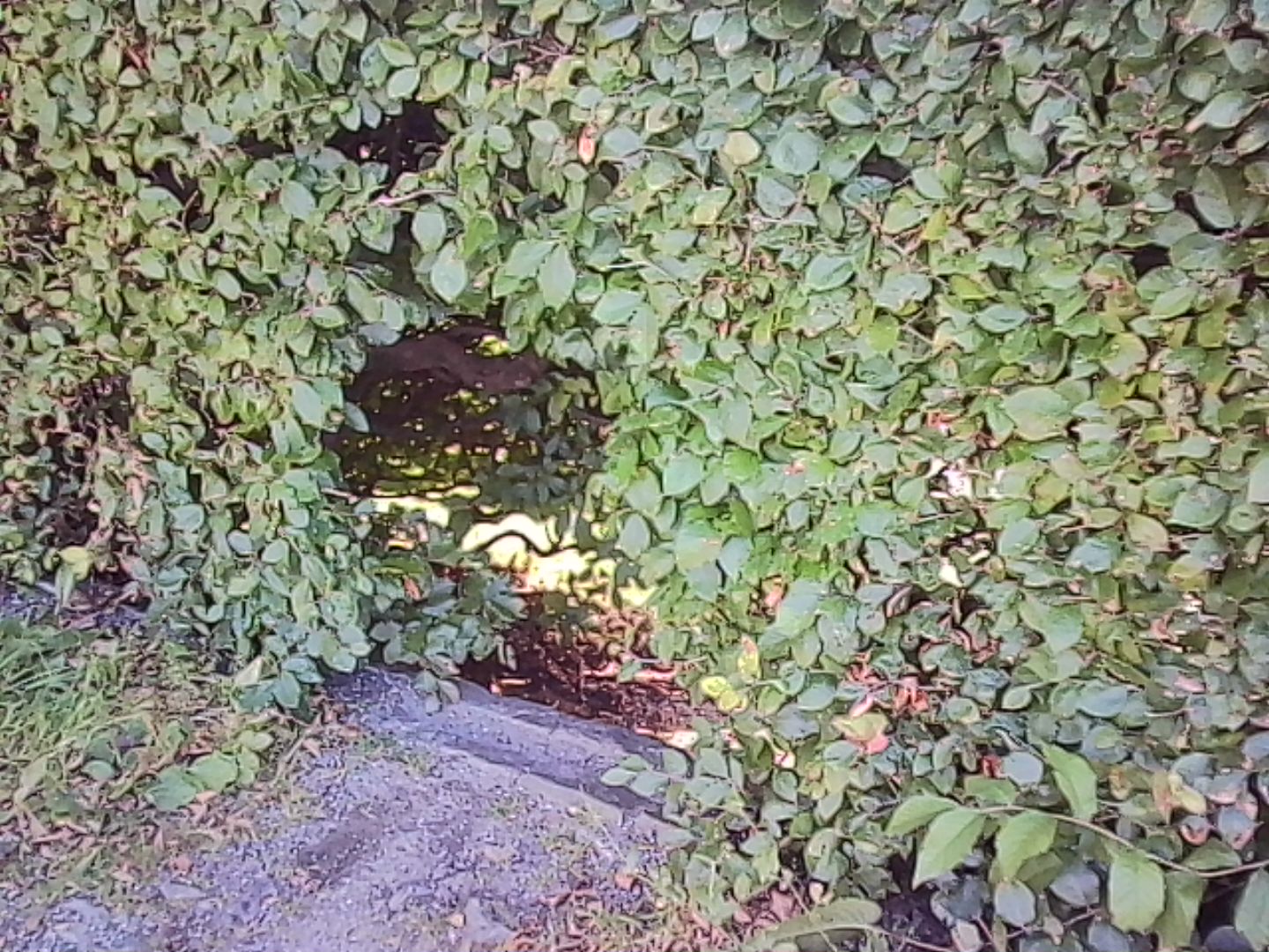Digital Camera